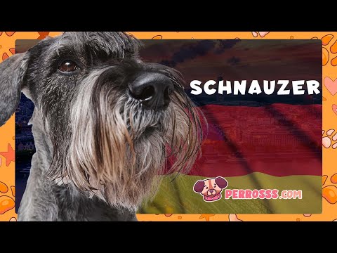 Guía oficial de Schnauzer Estándar