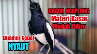 Download lagu kacer gacor NGEPLONG tarung paling AMPUH buat PANCINGAN KACER agar EMOSI NYAUT mp3