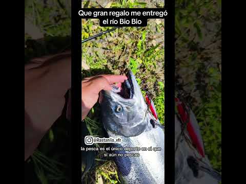 Salmón chinook en el río Bio Bio, Nacimiento📍#pesca  #pescachile #salmonchinook #chinook #riobiobio
