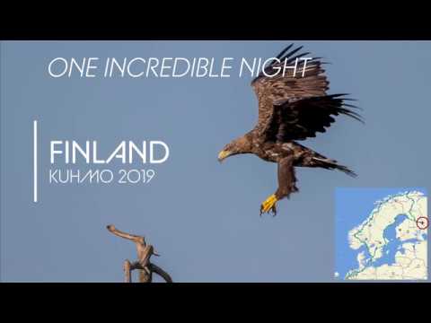 WildLife in Finland "One Incredible Night"