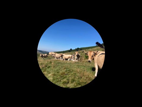 "Welcome to our world." 🌍✨ 🐄 / Funky Chill Vibes by AKIRO