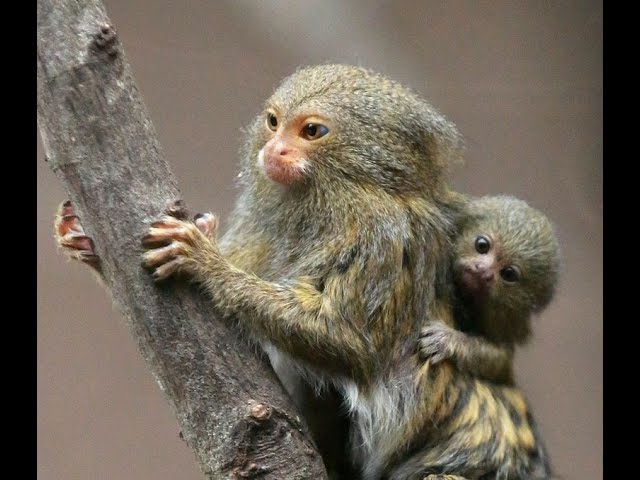 Vidéo Prononciation de Hylobatidae en Anglais