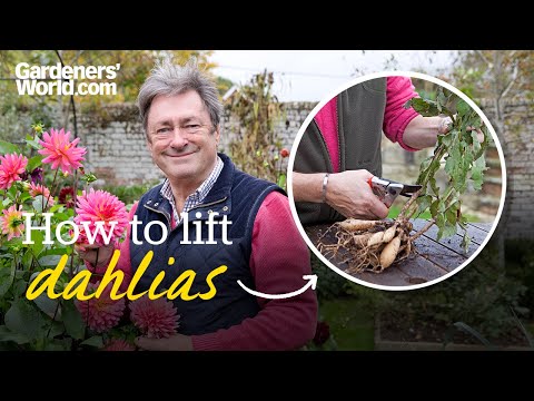 Why you need to LIFT DAHLIA tubers and how to do it | Alan Titchmarsh's guide to lifting dahlias