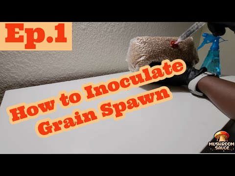 Unlocking the Power of Grain Spawn Inoculation: Episode One