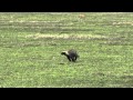 Honey Badger running away
