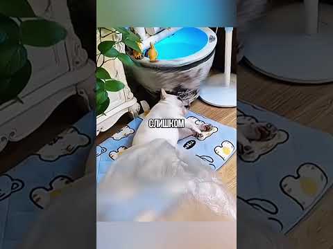 Как Справиться С Пукающей Собакой 🤯