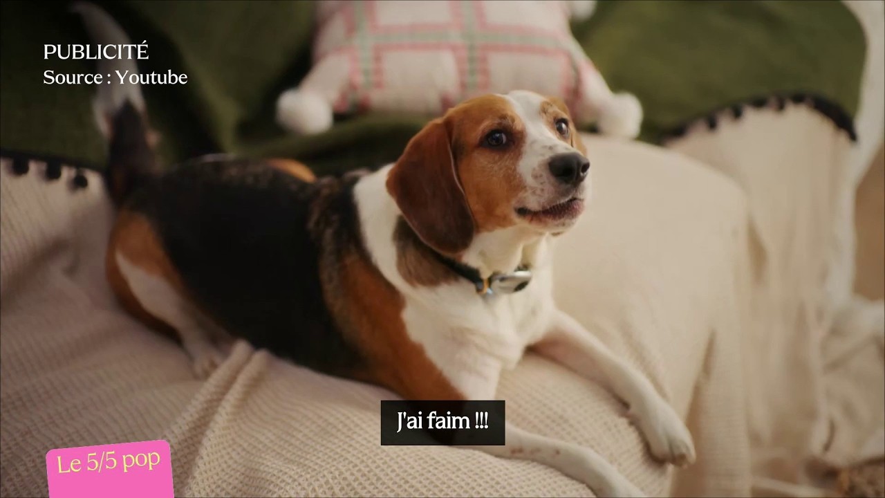 Un collier pour traduire son animal de compagnie - Le 5/5 Pop d’Églantine Eméyé