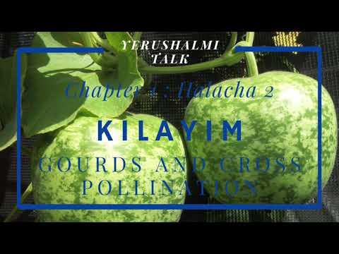 Yerushalmi Daf Yomi: "Gourds and Cross Pollination" Kilayim Chapter 1 : Halacha 2
