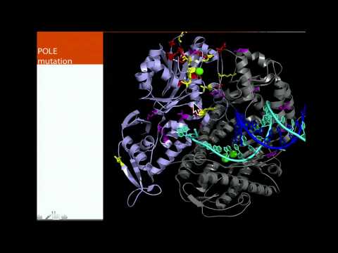 TCGA: Polymerase Epsilon Mutations Accelerate Mutation Rates - David Wheeler