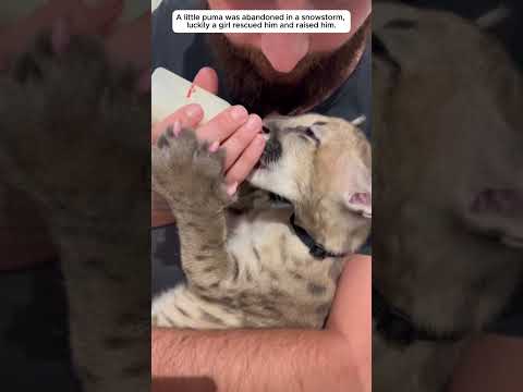 Poor little puma in the snowstorm, luckily a family saved him..