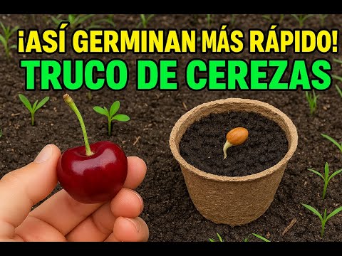 Easy trick to germinate cherries at home #GrowingTips #GrowingAtHome #Cherries #Plants