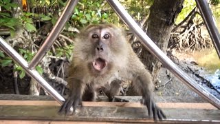 ATTACKED BY A MONKEY!