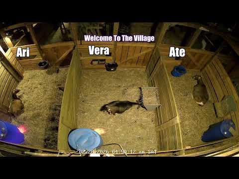 Baby Goats Are Coming - Baby Watch 2026