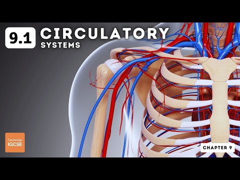 IGCSE Biology - Circulatory systems (9.1)