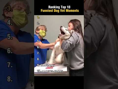 Top 10 Funniest Dogs at the Vet Ranked!