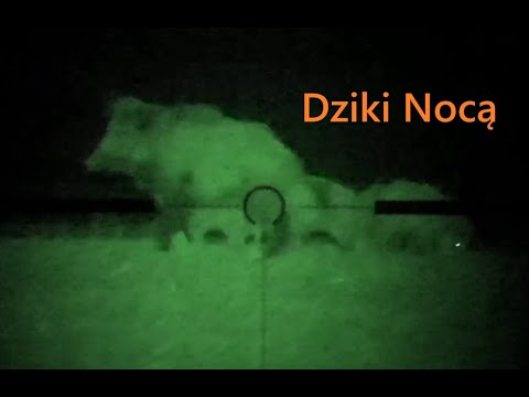 Zaskakujące nocne spotkanie z dzikami!