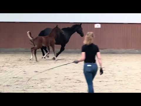 HP Villeroy (Vivaldon x Bonds x Apache)