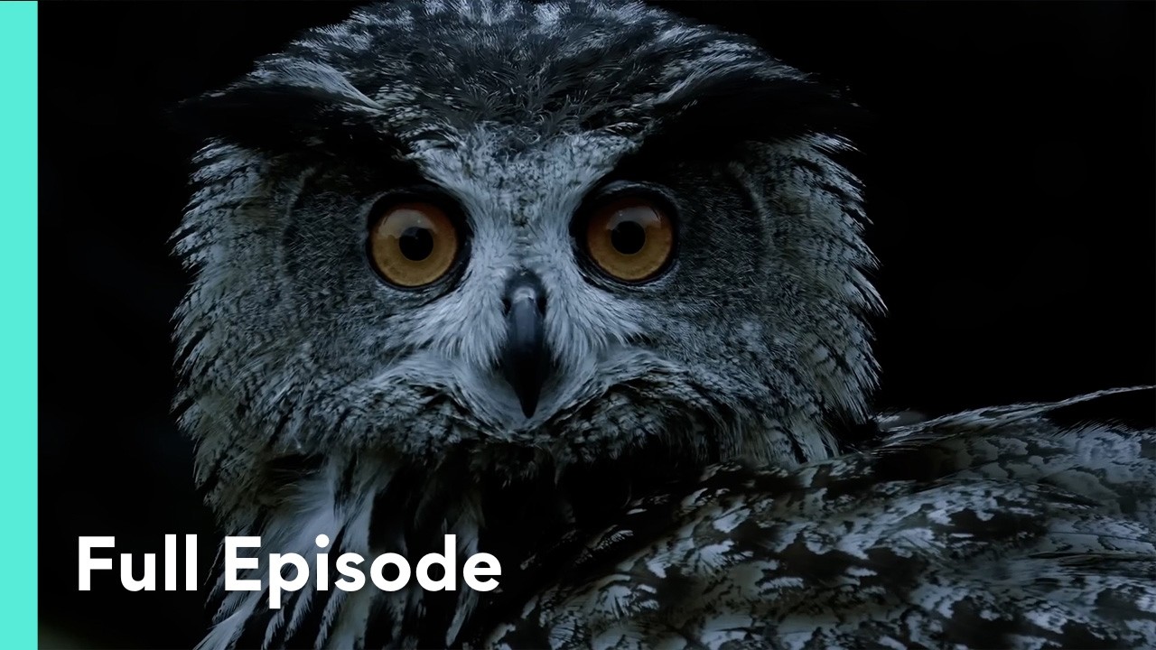 Masters of Darkness: How Owls Hunt With Deadly Precision | Ghost Killers