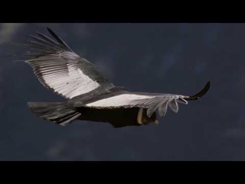 Wild Argentina - Criaturas De Los Andes (Capitulo 1, Español Latino)