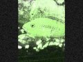 Cocteau Twins- Donimo