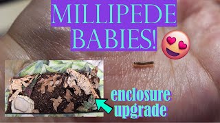 I HAVE MILLIPEDE BABIES!! + Enclosure Upgrade