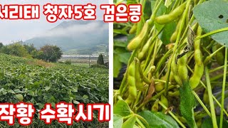 서리태 청자5호 검은콩 작황 확인하고 수확시기까지