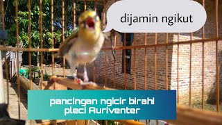 Download lagu Pleci auriventer ngicir/birahi, cocok buat pancingan buat pleci bahan mp3 Download lagu Pleci auriventer ngicir/birahi, cocok buat pancingan buat pleci bahan mp3