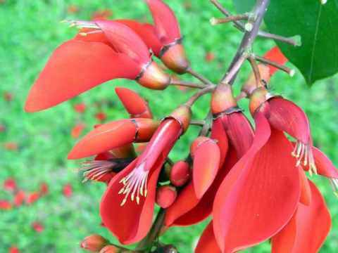 hasan zirak are lada krmashan