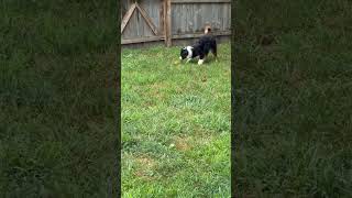 Video preview image #1 Australian Shepherd-Unknown Mix Puppy For Sale in Minneapolis, MN, USA