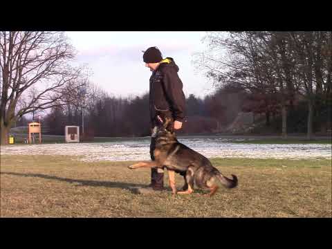 Romeo z Jukasu - obedience - 2,5 years