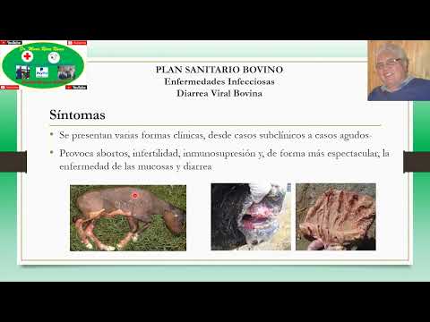 , title : 'Plan Sanitario Bovino para Enfermedades Infecciosas: Diarrea Viral Bovina'