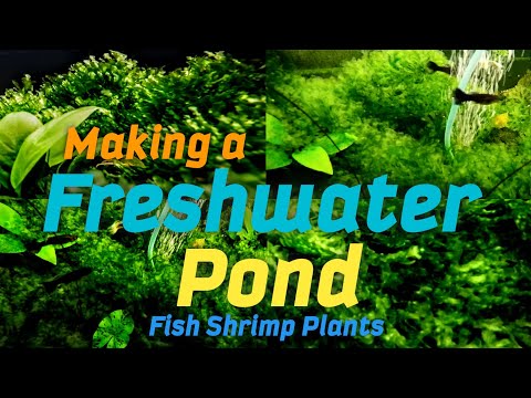 How to Create a Freshwater Pond from a Storage Container