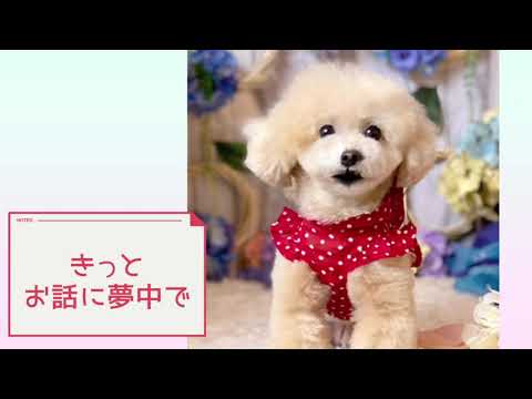 ワンワンU・x・Uお悩み相談室7️⃣2️⃣〜福井市「メイちゃん」#ながらスマホは危険📱❌🚙🚲