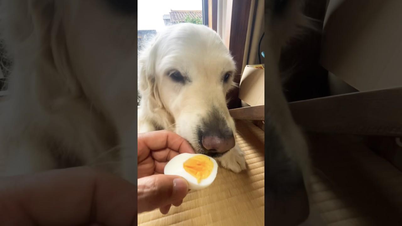 今日のおやつは豪華でした。