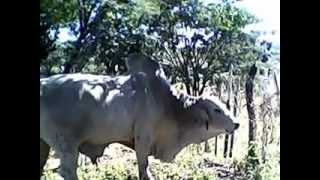 preview picture of video 'vacinando o gado'