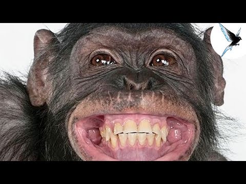 Il ribes parte a psoriasi Dieta a dermatite atopic a bambini