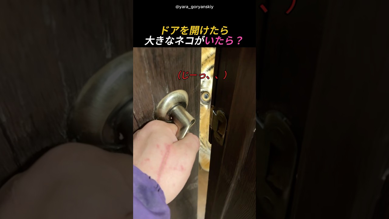 ドアを開けたら大きなネコがいたら？
