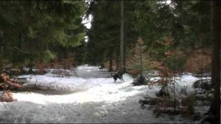 preview picture of video 'Hundewald in Dänemark'