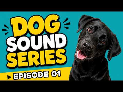 Dog Sound Series 🐶 | Episode 01: 10 Sounds That Make Dogs React