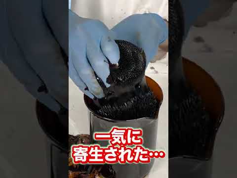 こちらはNASAです