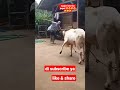 Domba Garut Domba Adu Dombakontes Domba Dombagarut Dombalucu Shorts Youtubeshort