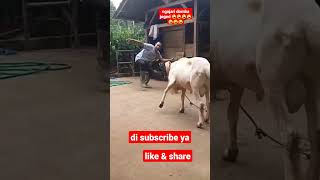 Download lagu domba garut domba adu #dombakontes #domba #dombagarut #dombalucu #shorts #youtubeshort mp3 Download lagu domba garut domba adu #dombakontes #domba #dombagarut #dombalucu #shorts #youtubeshort mp3