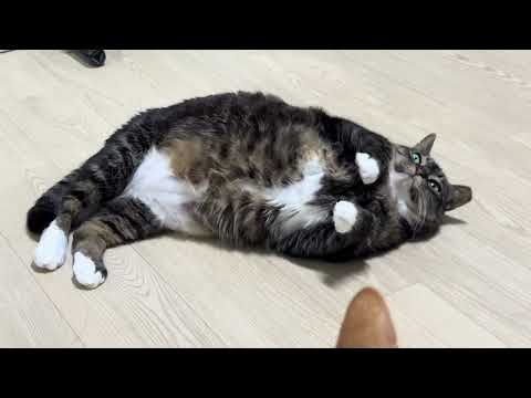 굴러다니는 해삼 고양이 깍꿍