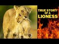 A True Heartbreaking Story Of A Lioness The Last Lions Documentary