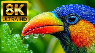 COLORFUL BIRDS 8K ULTRA HD – Scenic Wildlife Relaxation Film With Calming Music