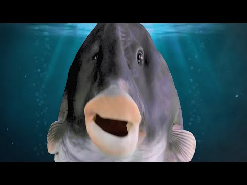 Dawid serio x Isho - ZOO