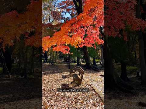 Autumn vibes 🍁 #trip #asmr #views