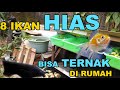 5 Jenis Ikan Hias Air Tawar Harganya Cara Pembibitan