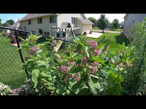 Milkweed in full bloom 7/2/20