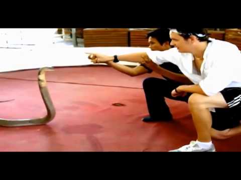 Cobra Trick by Devin Knight and Al Mann